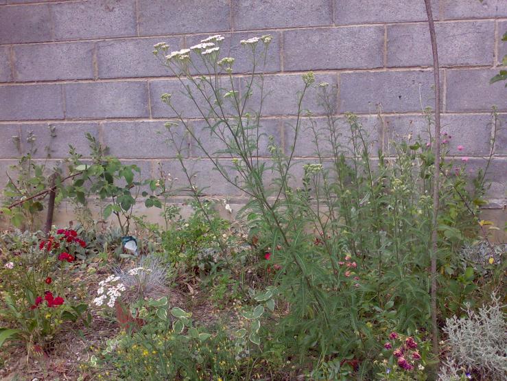 Achillea