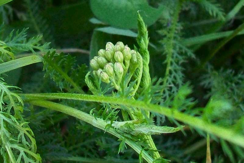 achillea_millefogle