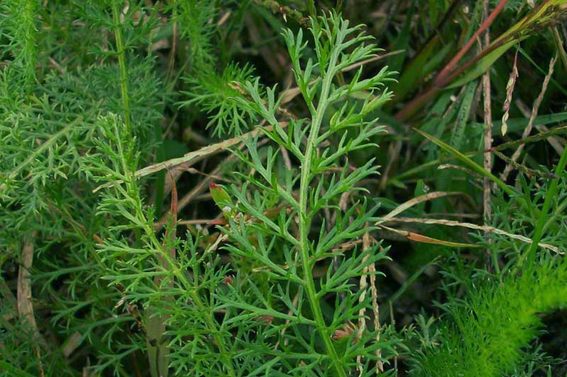 achillea_millefoglie