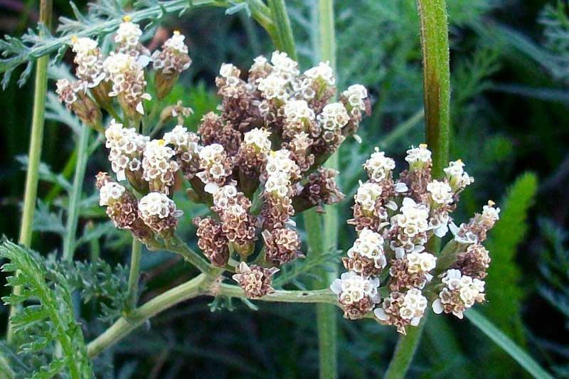 achillea_millefoglie