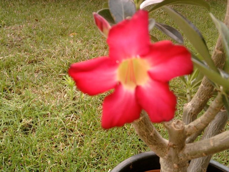 Adenium dettagli