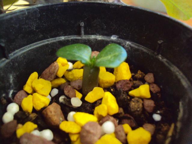 adenium obesum