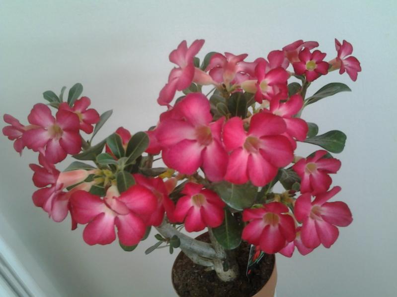 adenium obesum1