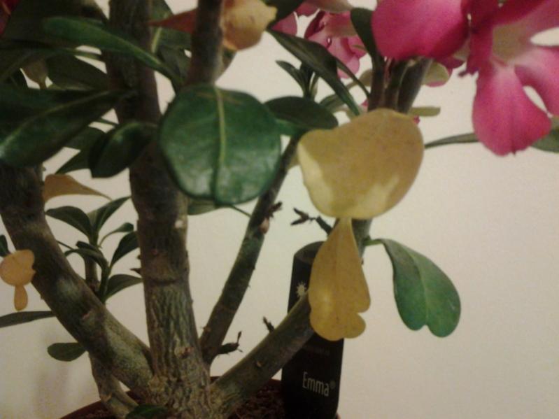 adenium obesum3