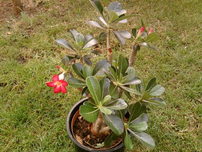 Adenium.