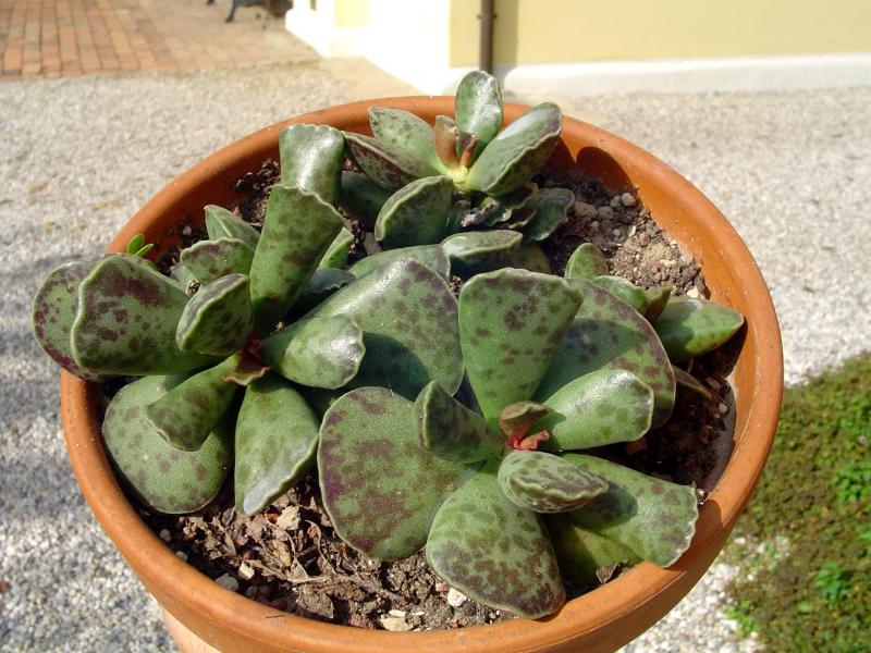 Adromischus cooperi - temperatura minima sopportata: -4°C