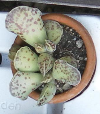 adromischus cooperi