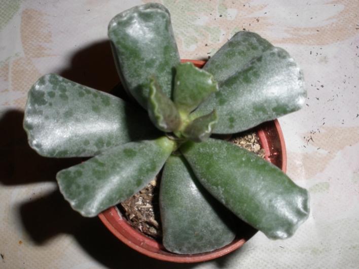 Adromischus Cooperi