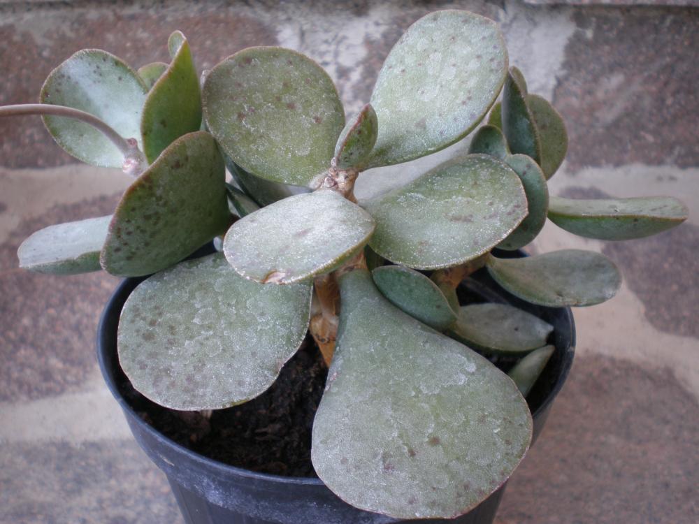 Adromischus Maculatus