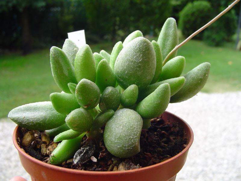 adromischus marianae alveolatus