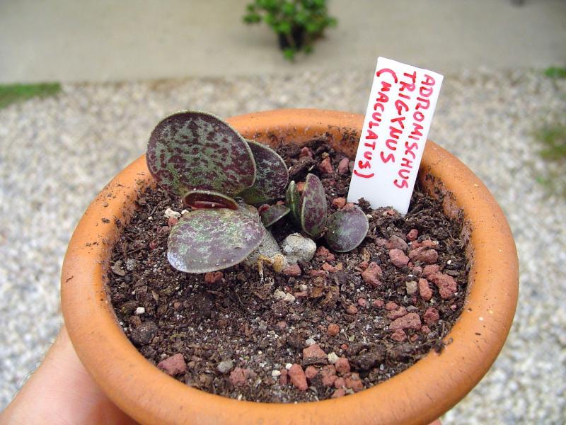 Adromischus trigynus (maculatus) - temperatura minima sopportata: +10°C
