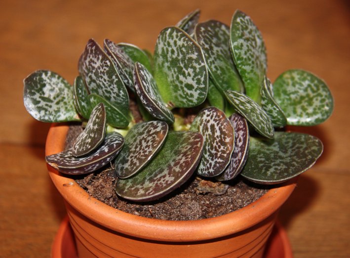 Adromischus Trigynus