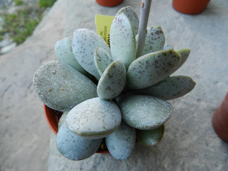 Adromischus umbracticilus