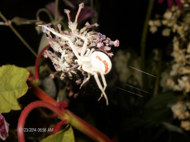 Adulto di Misumena vatia, una specie di ragno della famiglia dei Tomisid,. che passa di fiore in fiore su un bouquet in vaso