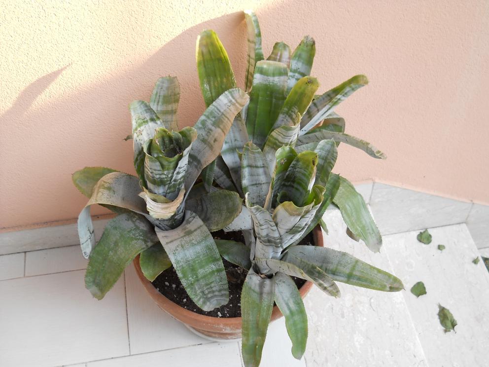 AECHMEA FASCIATA