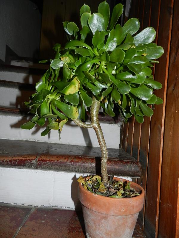Aeonium arboreum