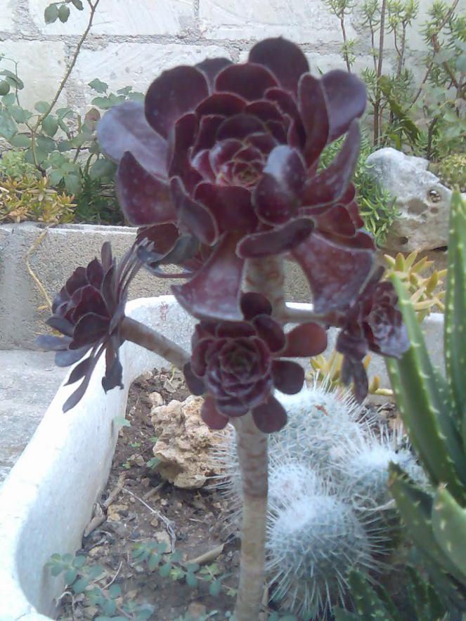 aeonium arboreum