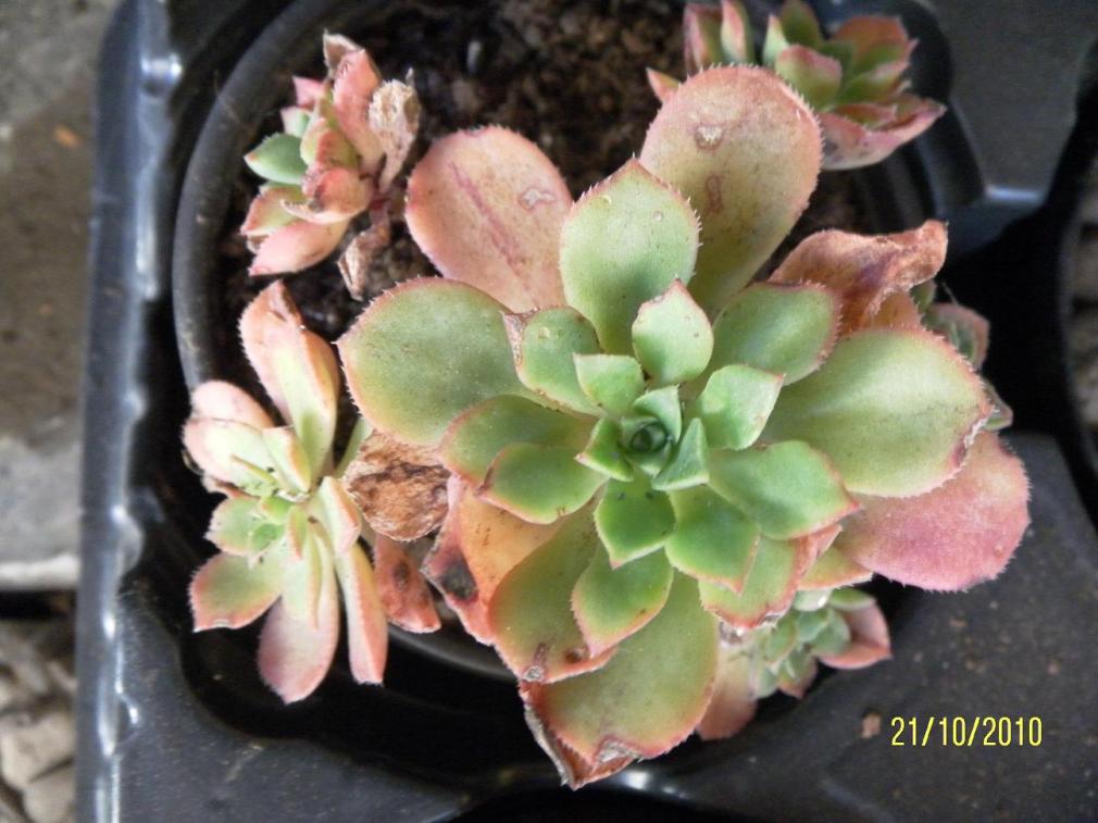 Aeonium decorum