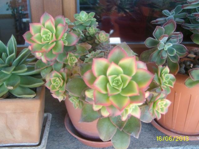 aeonium kiwi