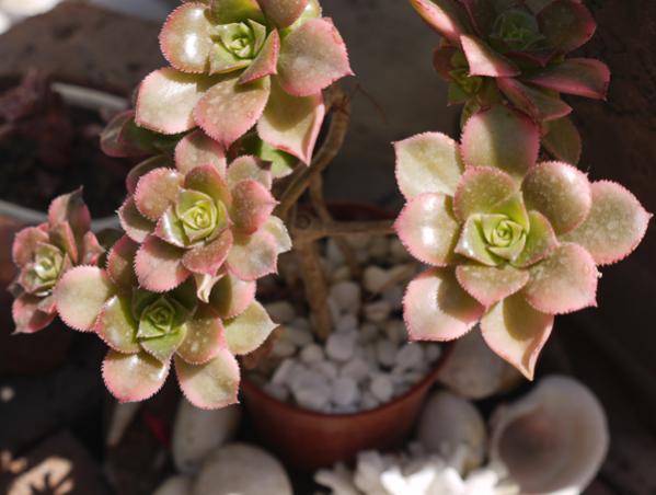 Aeonium kiwi2: