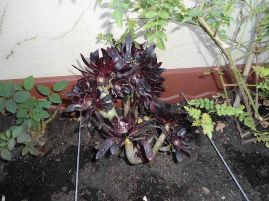 Aeonium Purpureum