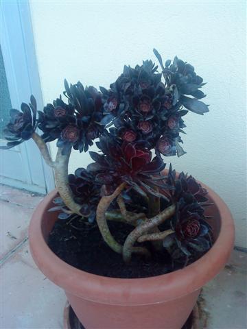 Aeonium purpureum