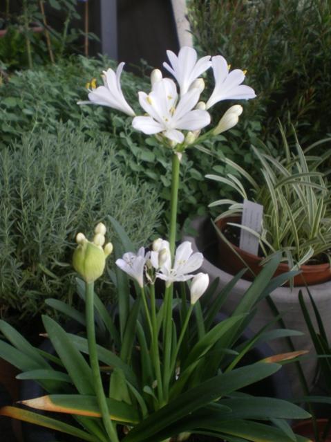 agapanthus bianco