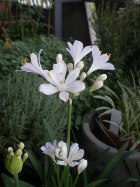 agapanthus bianco1