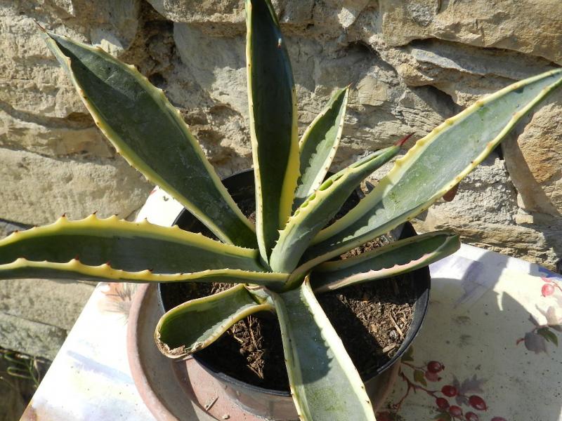 Agave americana marginata