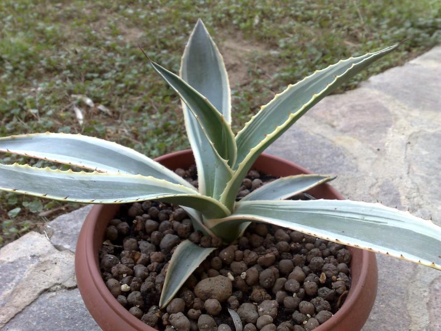 Agave americana marginata