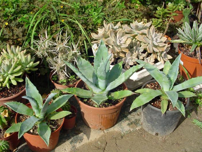 agave americana - temperatura minima sopportata: -10°C