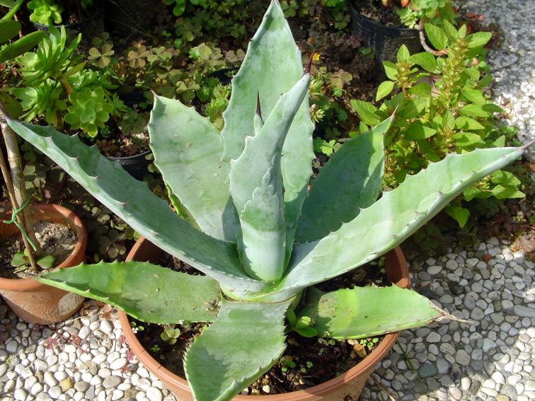 agave americana - temperatura minima sopportata: -10°C