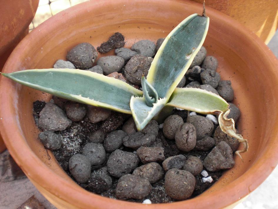 Agave americana var. marginata