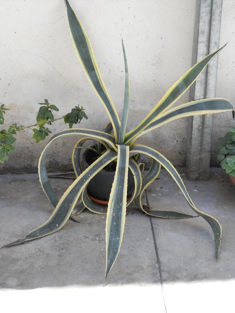 AGAVE AMERICANA VARIEGATA MARGINATA