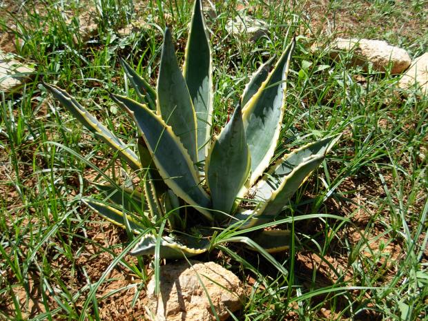 Agave Americana Variegata