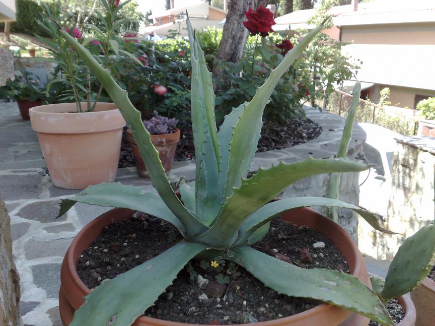 Agave americana