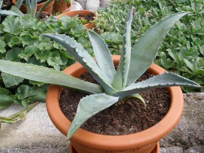 Agave Americana