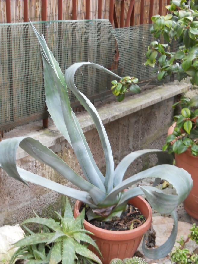 AGAVE AMERICANA