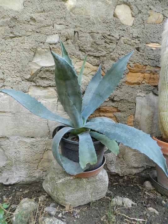 Agave ferox