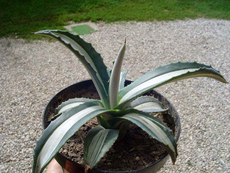 agave mediopicta

temperatura minima sopportata: -7°C
