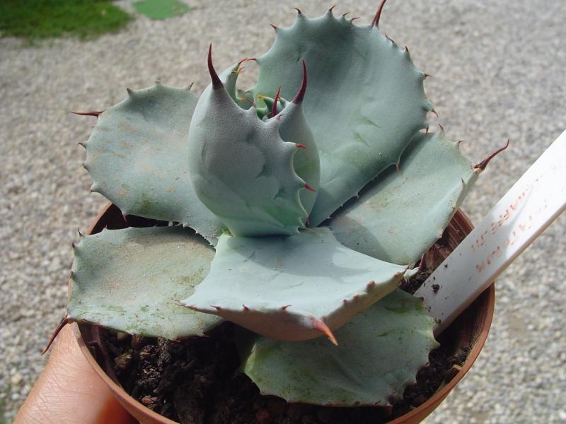 agave potatorum verschaffeltii

temperatura minima sopportata: +7°C