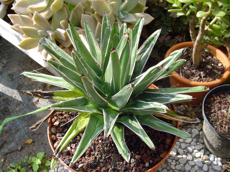 agave regina vittoria