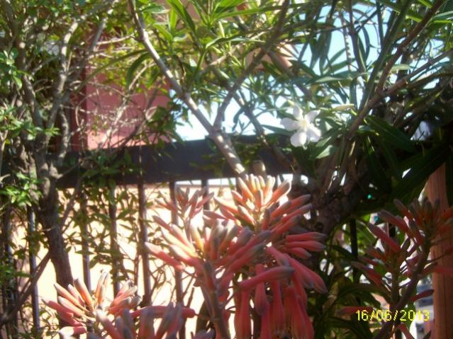 agave saponaria