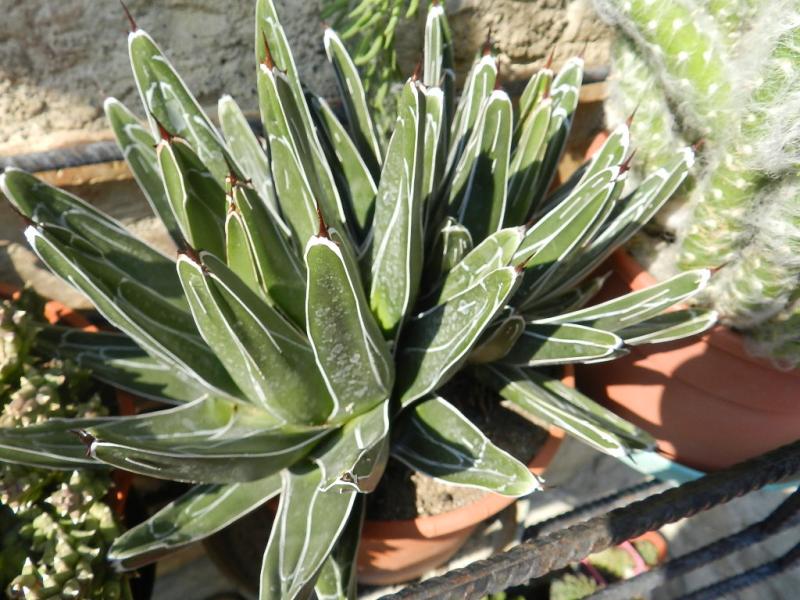 Agave victoriae reginae