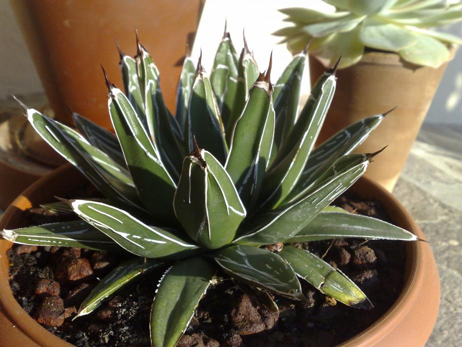 Agave Victoriae Reginae