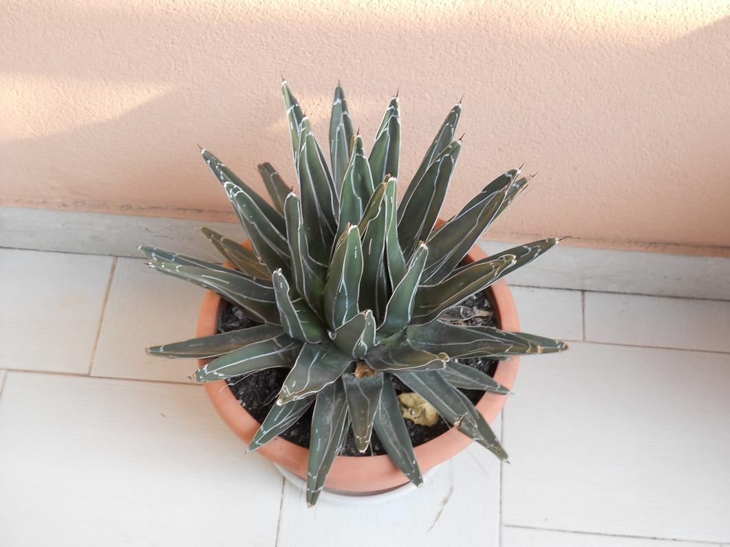 AGAVE VICTORIAE REGINAE