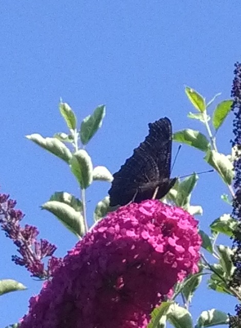 Aglais Io (la vanessa io o occhio di pavone) ad ali chiuse