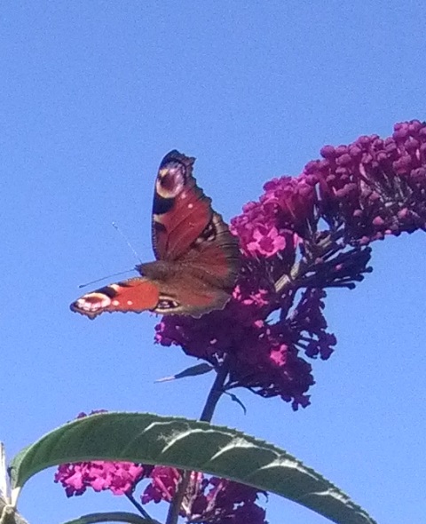 Aglais Io (la vanessa io o occhio di pavone) ad ali spiegate