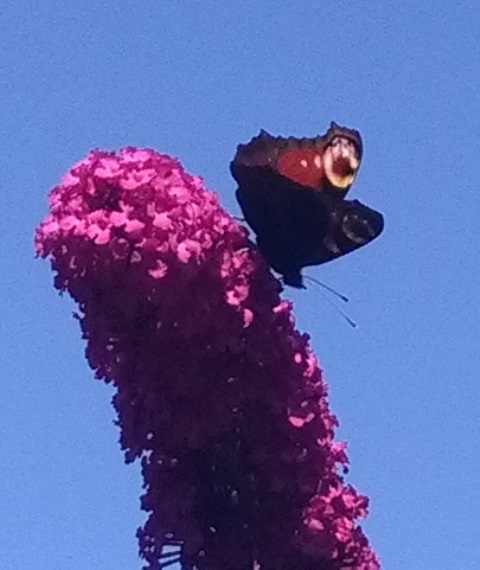 Aglais Io (la vanessa io o occhio di pavone)