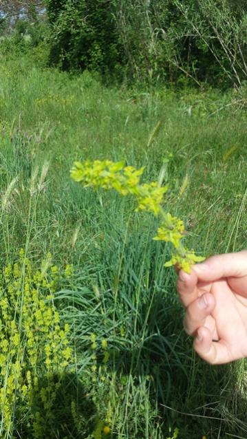 Agrimonia eupatoria fiore